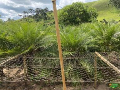 Imagem PALMEIRAS Imagem PALMEIRAS