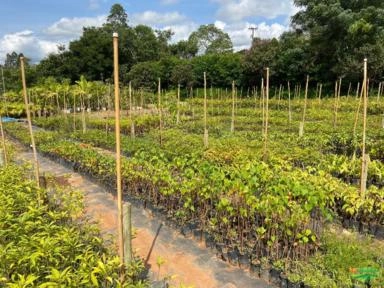 Imagem PALMEIRAS Imagem PALMEIRAS