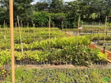 Imagem PALMEIRAS Imagem PALMEIRAS