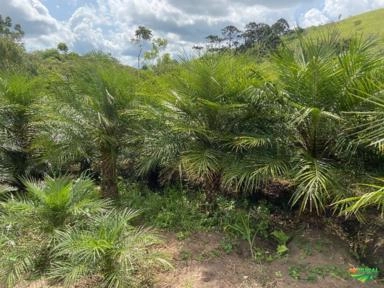 Imagem PALMEIRAS Imagem PALMEIRAS