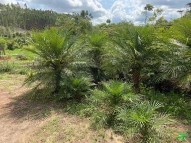 Imagem PALMEIRAS Imagem PALMEIRAS