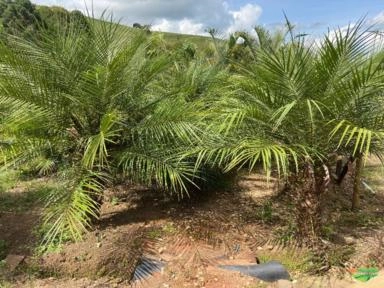 Imagem PALMEIRAS Imagem PALMEIRAS