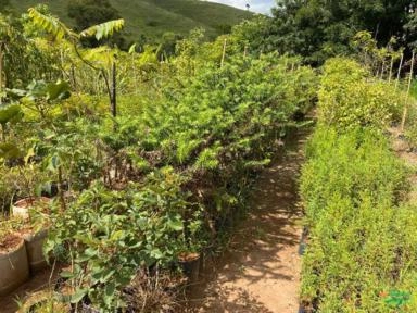 Imagem PALMEIRAS Imagem PALMEIRAS