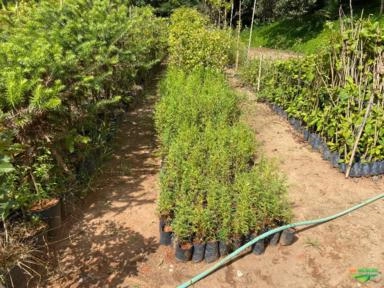 Imagem PALMEIRAS Imagem PALMEIRAS