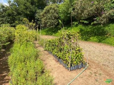 Imagem PALMEIRAS Imagem PALMEIRAS