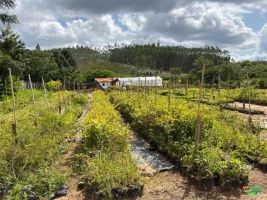Imagem PALMEIRAS Imagem PALMEIRAS