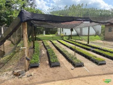 Imagem PALMEIRAS Imagem PALMEIRAS