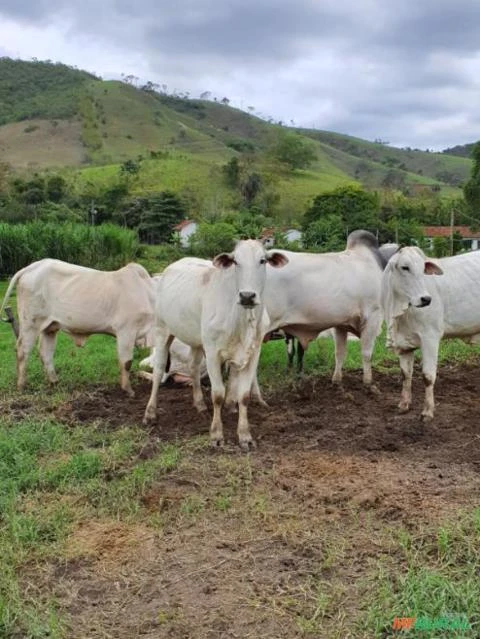Vacas nelore prenhas - RJ Miguel Pereira