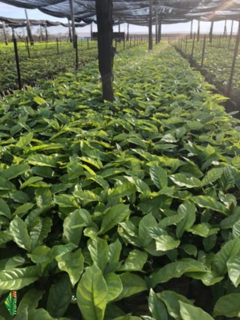 Imagem Mudas de café Imagem Mudas de café