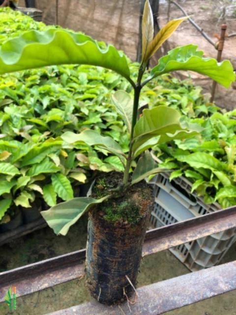 Imagem Mudas de café Imagem Mudas de café