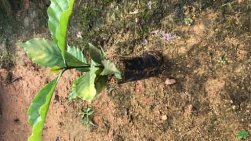 Imagem Mudas de café Imagem Mudas de café