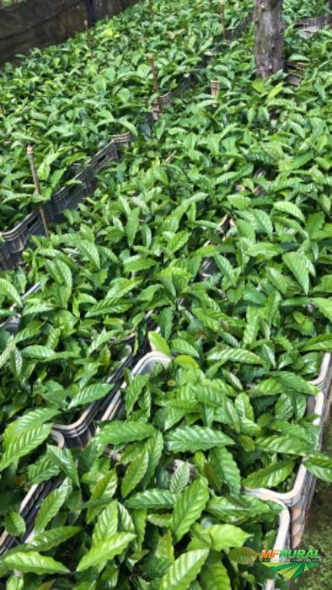 Imagem Mudas de café Imagem Mudas de café