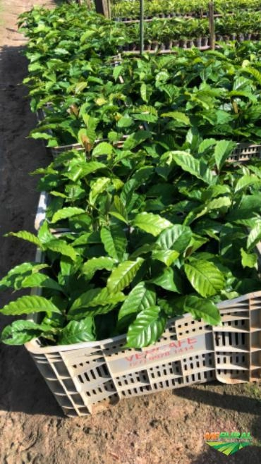 Imagem Mudas de café Imagem Mudas de café