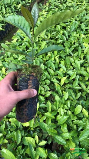 Imagem Mudas de café Imagem Mudas de café