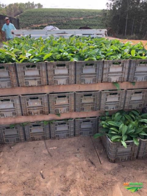 Imagem Mudas de café Imagem Mudas de café