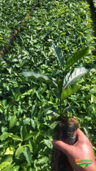 Imagem Mudas de café Imagem Mudas de café