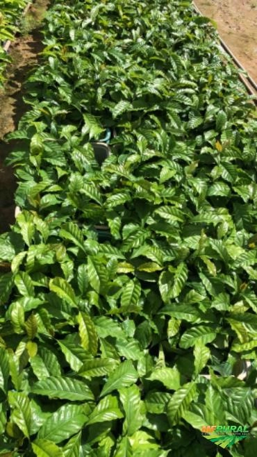 Imagem Mudas de café Imagem Mudas de café