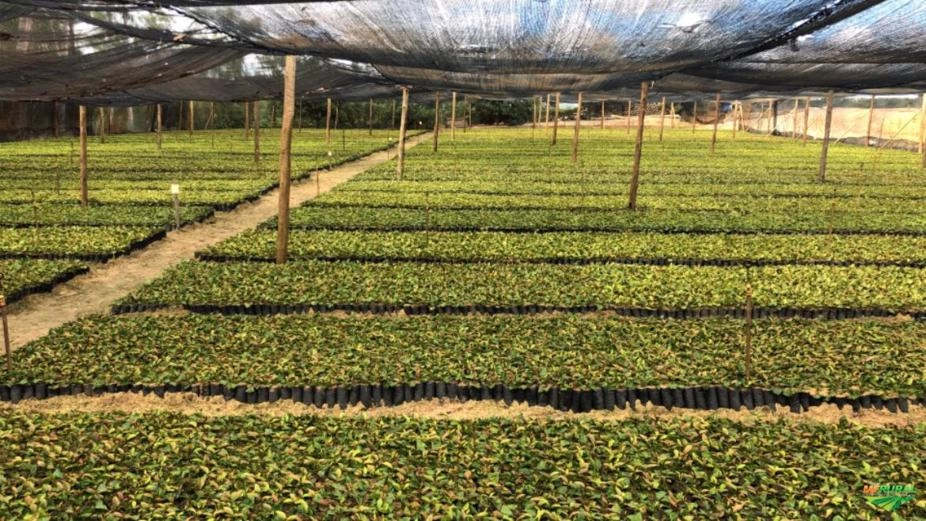 Mudas de café Imagem Mudas de café