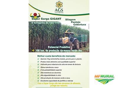 Imagem Semente de Sorgo Imagem Semente de Sorgo