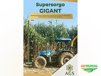 Semente de Sorgo Imagem Semente de Sorgo