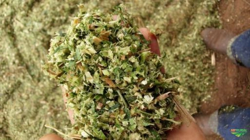 Imagem Semente de Sorgo Imagem Semente de Sorgo