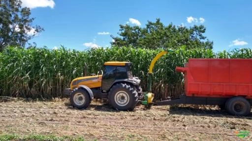 Imagem Semente de Sorgo Imagem Semente de Sorgo