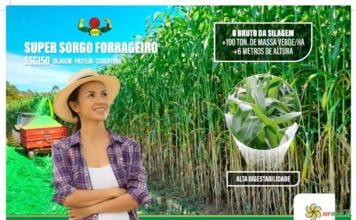 SEMENTE SUPER SORGO FORRAGEIRO SEMENTE SUPER SORGO FORRAGEIRO