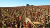 SORGO GRANÍFERO SGR115 Imagem SORGO GRANÍFERO SGR115