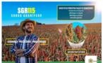 SORGO GRANÍFERO SGR115 Imagem SORGO GRANÍFERO SGR115