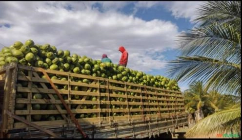 Imagem Vendo cocô  Verde Vale do São Francisco Imagem Vendo cocô  Verde Vale do São Francisco