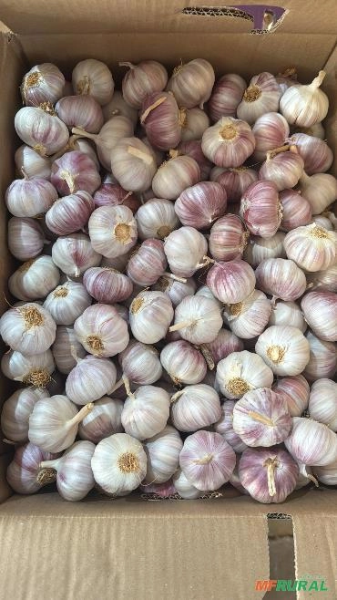 ALHO ROXO Imagem ALHO ROXO