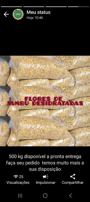 Flor De Jambu Netinho Imagem Flor De Jambu Netinho