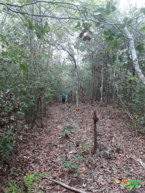 VENDE SE UMA FAZENDA NA REGIÃO RURAL DE ARAGUAINA-TOCANTINS