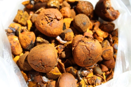 Compra pedra de fel bovino Imagem Compra pedra de fel bovino