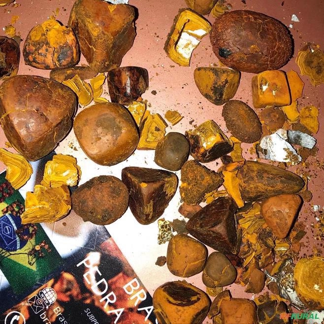 Compro pedra de fel bovino Imagem Compro pedra de fel bovino