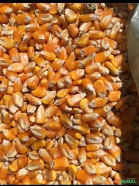 Venda Milho Imagem Venda Milho