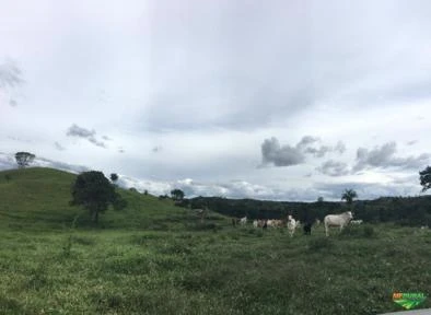 Fazenda de pecuária com 794 ha.