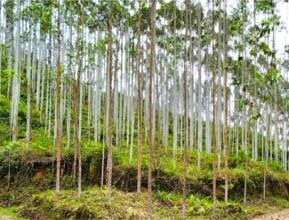Fazenda para Venda de 156 hectares com 125 hectares de Reflorestamento Eucalipto em Santa Catarina
