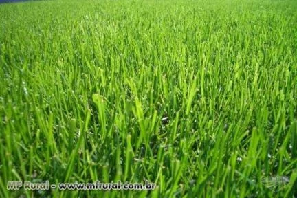 Semente de Grama Bermuda Grass