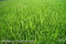 Semente de Grama Bermuda Grass