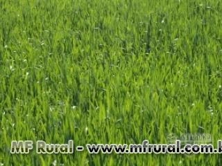 Semente de Trigo BRS Tarumã - Duplo Propósito Imagem Semente de Trigo BRS Tarumã - Duplo Propósito