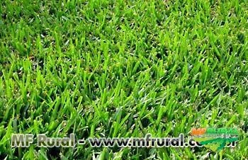 Semente de Grama Bermuda Grass - Safra 2018 - Direto do Produtor - Semente Nua e Peletizada