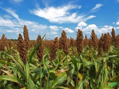 Sorgo Forrageiro Imagem Sorgo Forrageiro