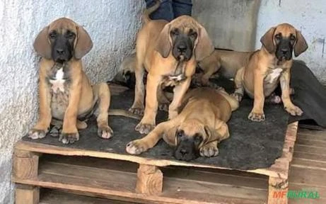 FILA BRASILEIRO