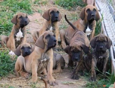 FILA BRASILEIRO