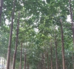 Depoimento de anúncio vendido Depoimento de anúncio vendido