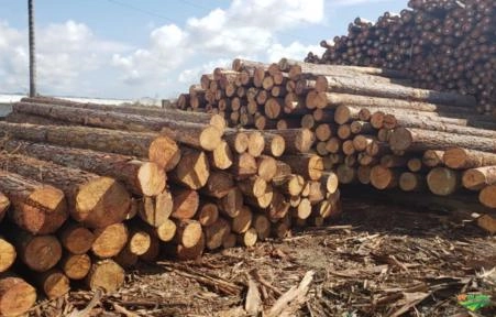 Compramos Toras de Pinus e Eucalipto