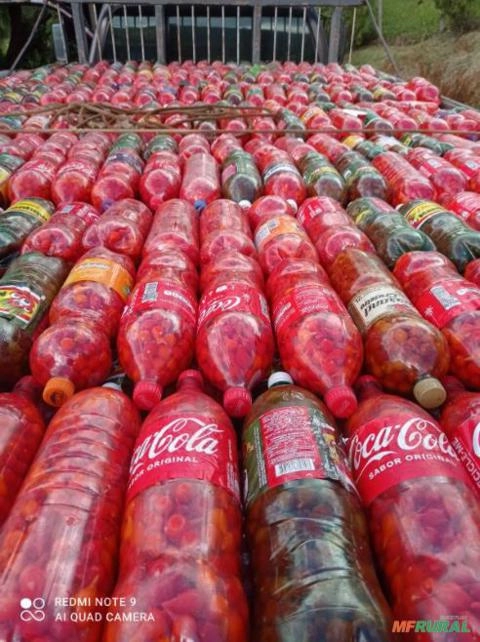 Vende-se pimenta biquinho no pet direto da fazenda Imagem Vende-se pimenta biquinho no pet direto da fazenda