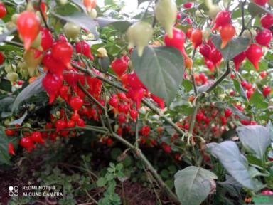 Vende-se pimenta biquinho no pet direto da fazenda