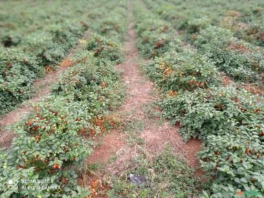 Vende-se pimenta biquinho no pet direto da fazenda